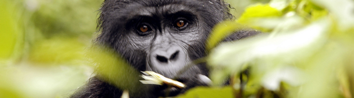 Berggorilla kijkt tussen het groene regenwoud in Oeganda, de parel van Afrika.