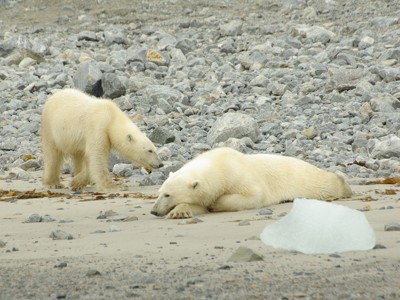 Twee ijsberen op een strand met stenen op Spitsbergen.