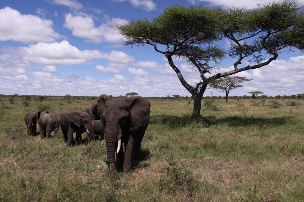 Olifantenkudde op de savanne in Kenia tijdens groepsrondreis Kenia, Tanzania en Zanzibar.