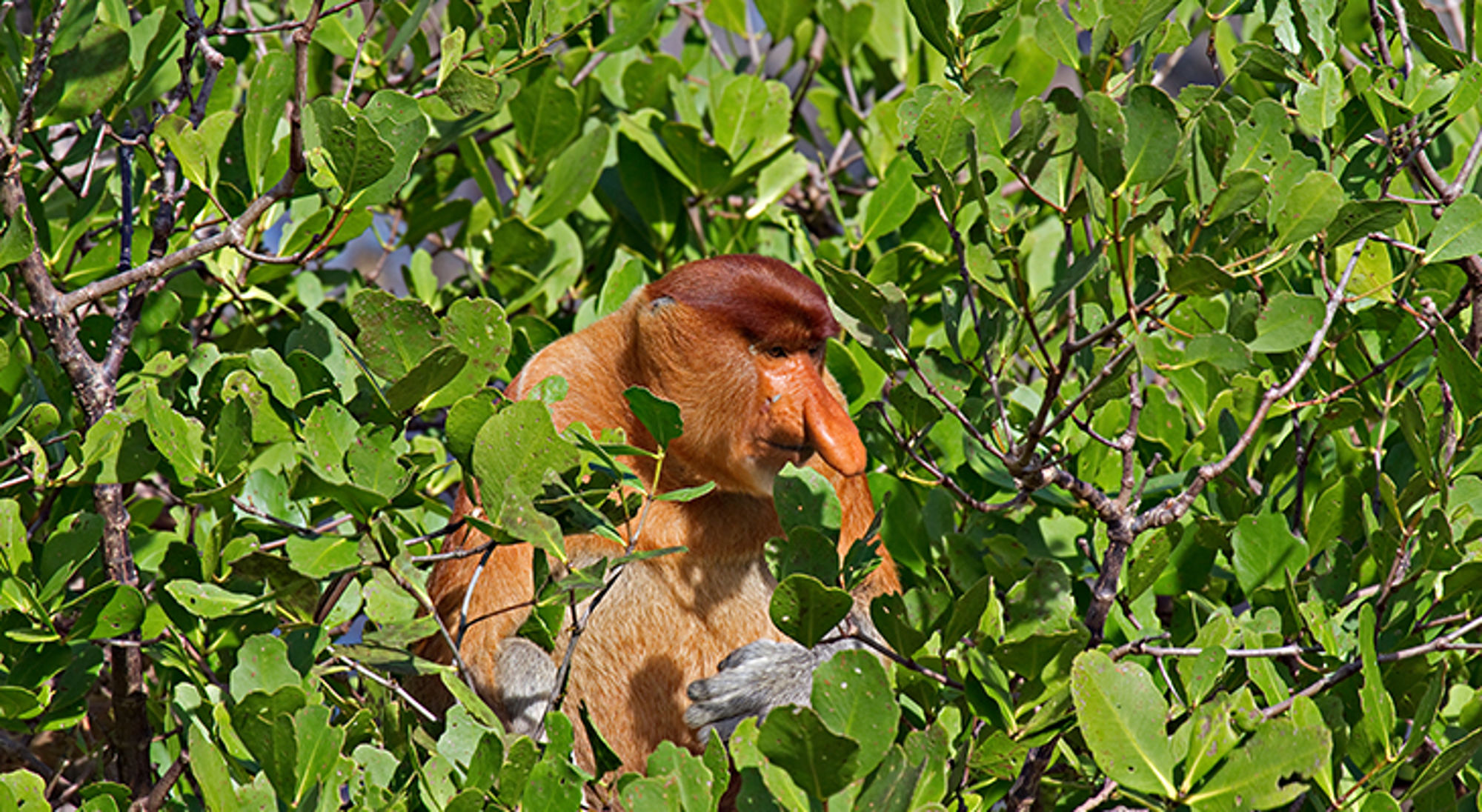 Neusaap (proboscismonkey) in groen mangrovebos op Borneo.