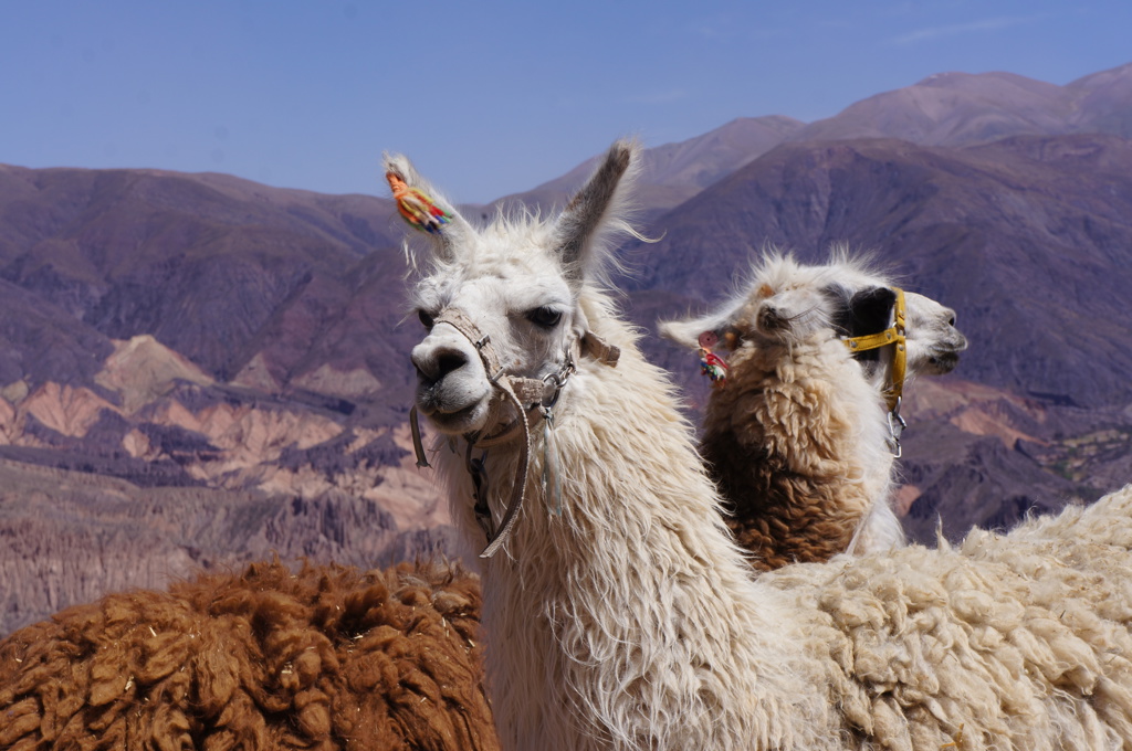 Lama’s in de Andes in Argentinië tijdens een groepsrondreis.