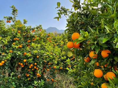 Sinaasappelboomgaard op Cyprus met rijpe sinaasappels en bergen op de achtergrond.