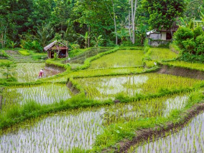 Groene rijstterrassen op Bali met een boer aan het werk en een hutje tussen tropische bomen.
