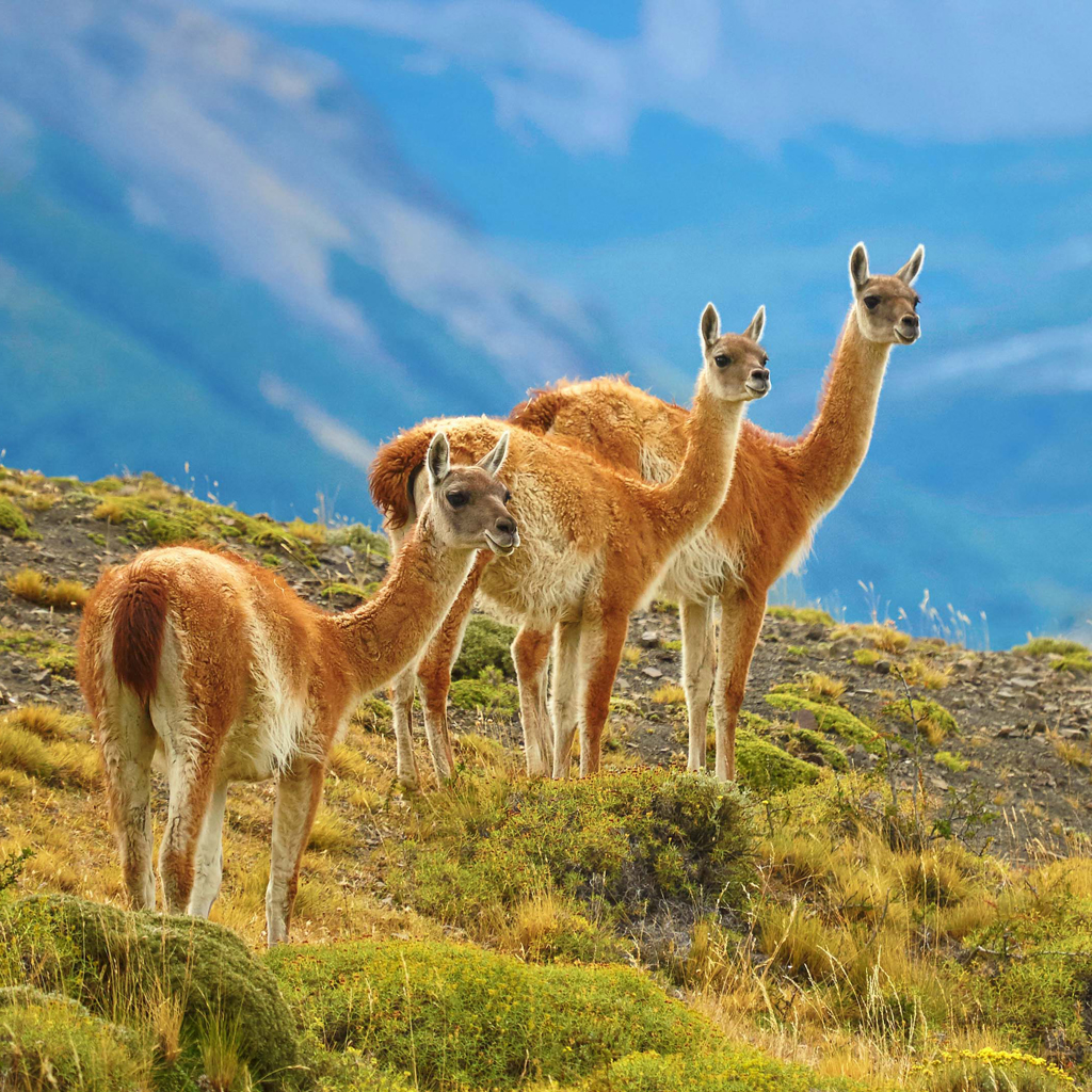 Guanaco’s in het Patagonische berglandschap tijdens een groepsrondreis Patagonië.