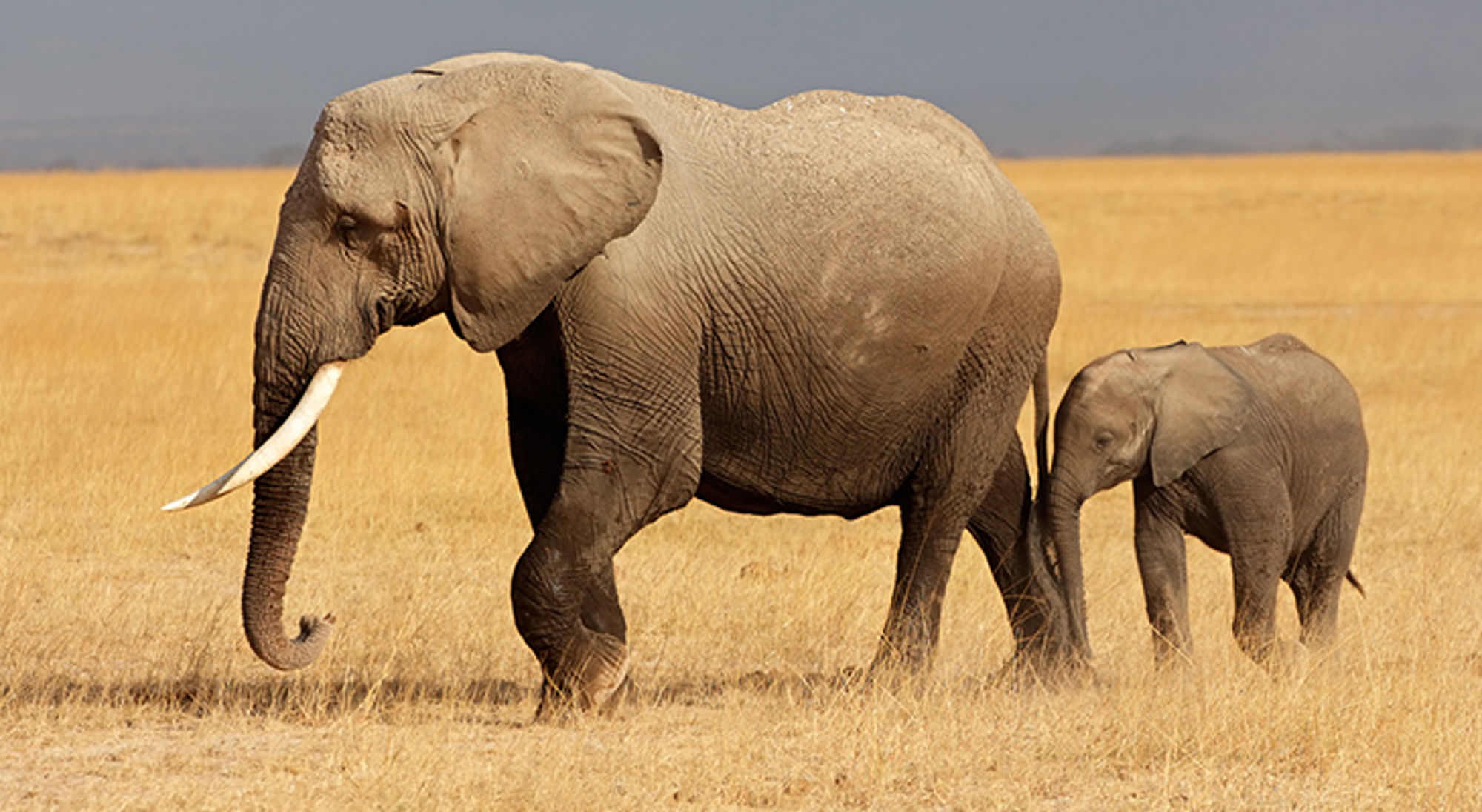 Olifant met jong loopt door droge savanne.