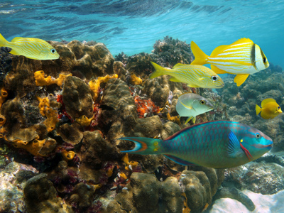Kleurrijke tropische vissen bij een koraalrif in zee rond Jamaica.
