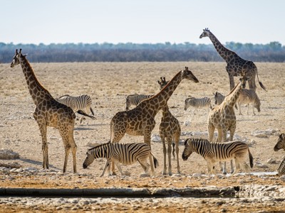 Giraffen en zebra’s bij een waterplaats in Etosha National Park, Namibië.