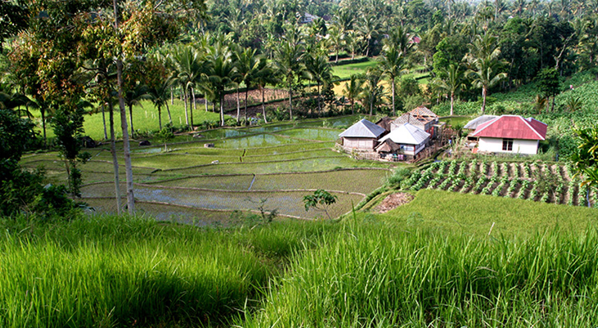 Rijstvelden, Lombok, Indonesie Groene rijstvelden met palmbomen en kleine huizen in een tropisch landschap.
