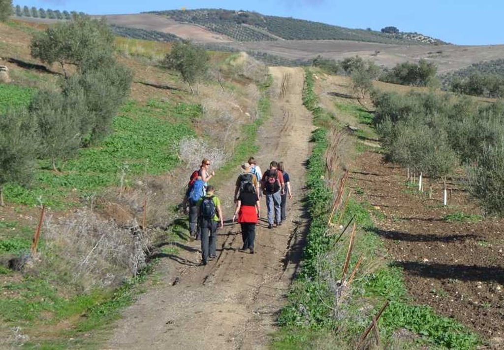 Wandelaars op onverharde weg door olijfgaarden in Andalusië, Spanje.