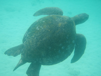 Zeeschildpad zwemt onder water bij de Galapagos-eilanden, Ecuador.