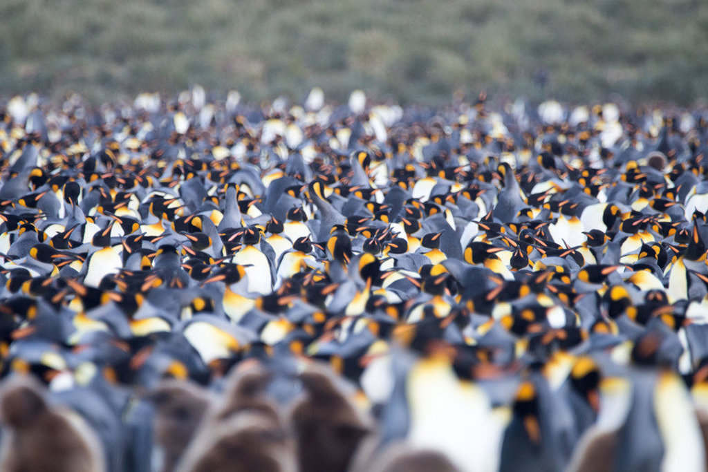 Grote kolonie koningspinguïns op South Georgia tijdens pinguïnsafari op groepsrondreis Antarctica.