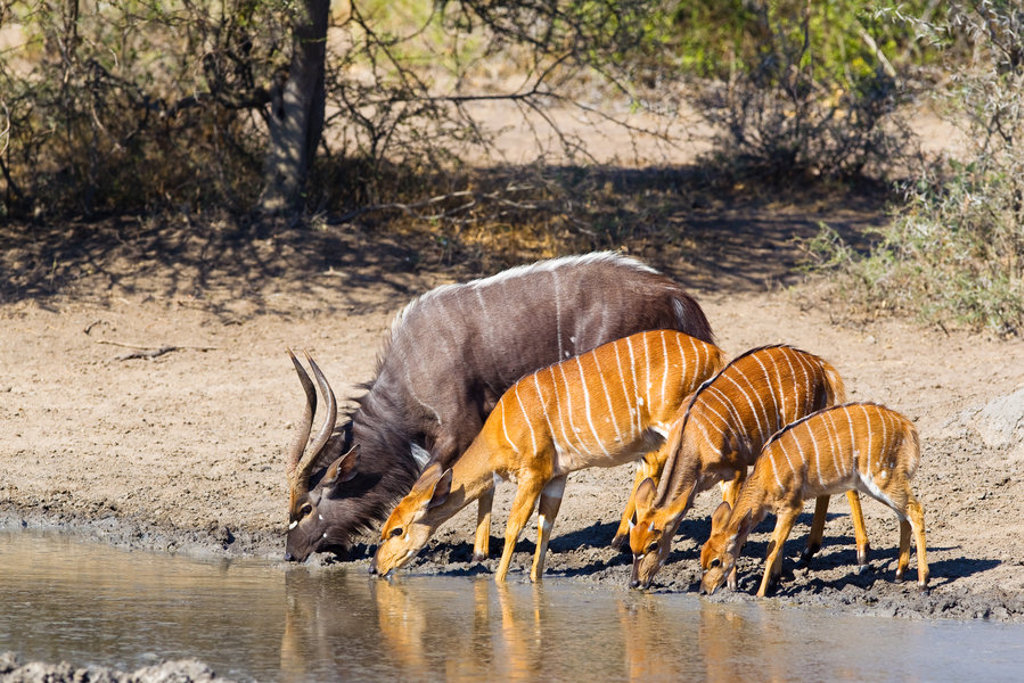 Nyala en impala’s drinken bij een waterpoel tijdens een groepsrondreis door Zuid-Afrika, eSwatini en Lesotho.