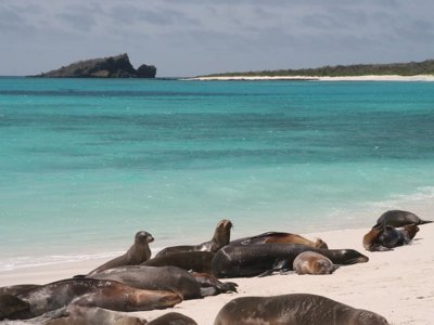 Zeeleeuwen rusten op het witte strand van de Galapagos, met turquoise zee op de achtergrond.