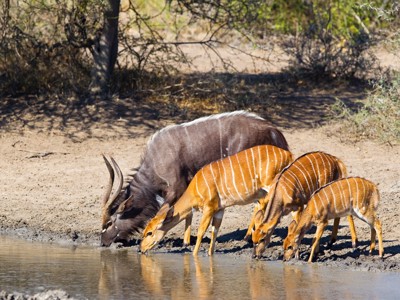 Nyala-antilope met jongen drinkt bij een waterpoel tijdens route Johannesburg - Kaapstad.
