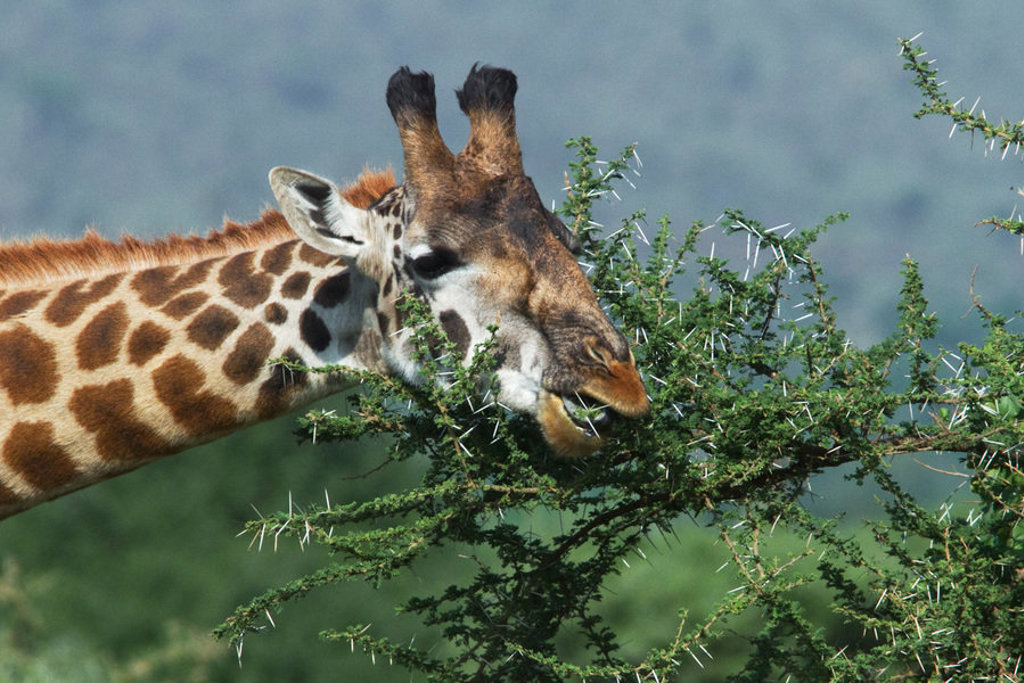 Giraf eet bladeren van een acaciaboom tijdens groepsrondreis Kenia en Tanzania Totaal.