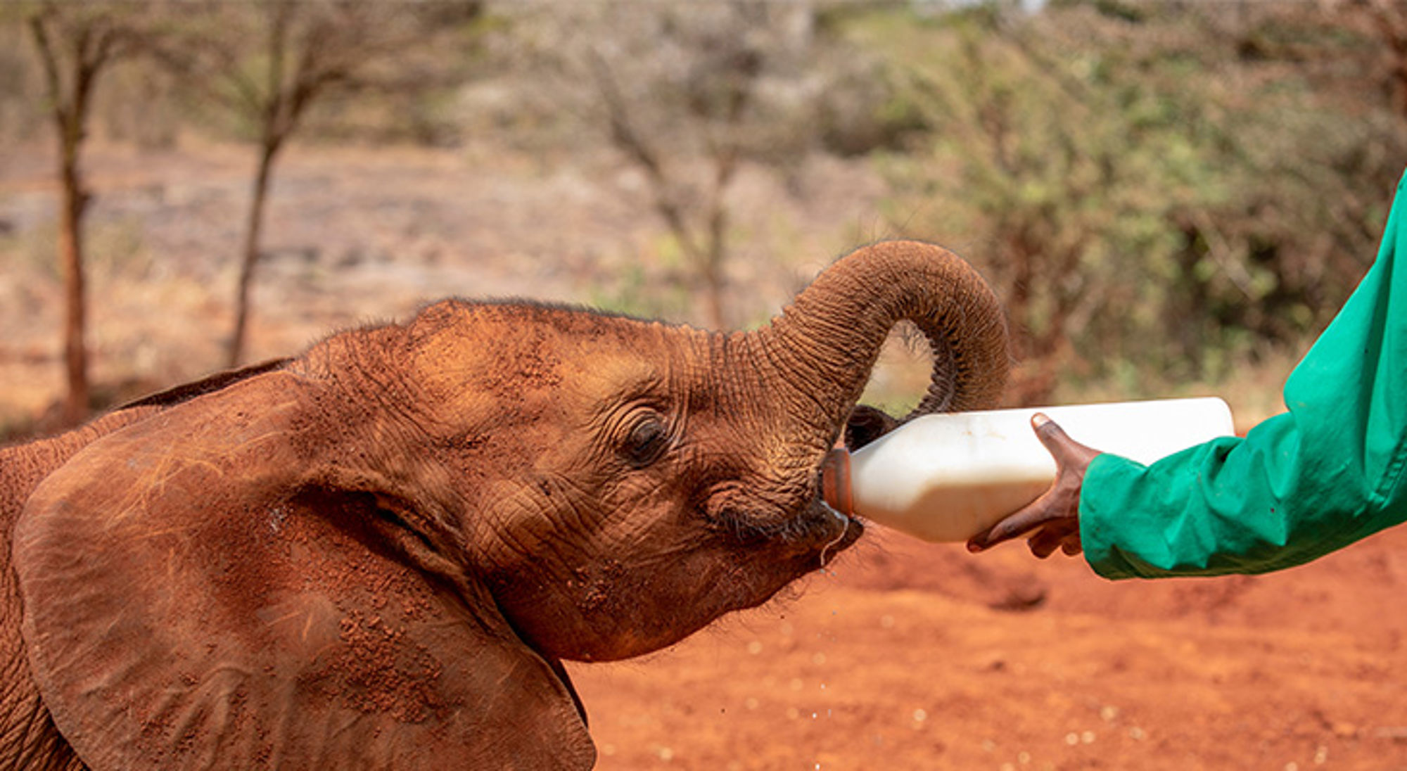 Baby olifant bij Sheldrick Wildlife Trust Jonge olifant drinkt melk uit een fles bij een opvangcentrum in Kenia.