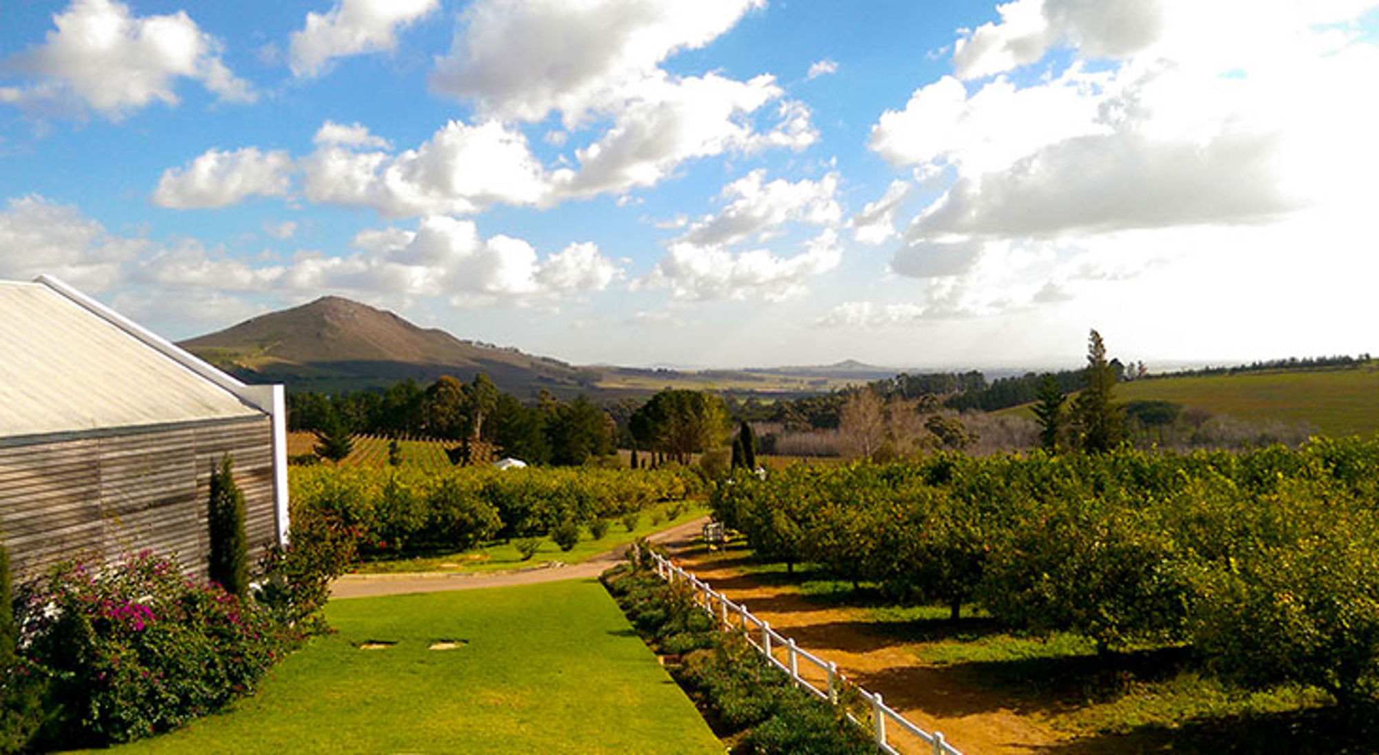 Wijngaard in Stellenbosch Wijngaarden en boomgaarden in de Kaapse Wijnlanden, met bergen op de achtergrond onder een blauwe lucht.