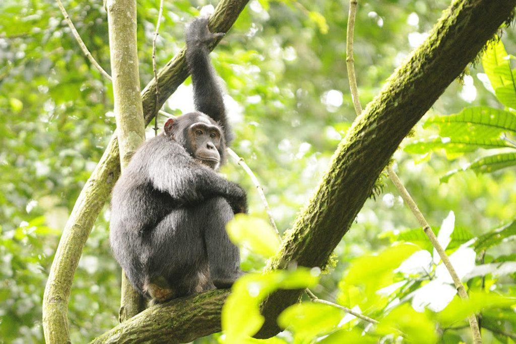 Chimpansees in het regenwoud van Oeganda tijdens de groepsrondreis Oeganda Natuur Plus Pop-Up.