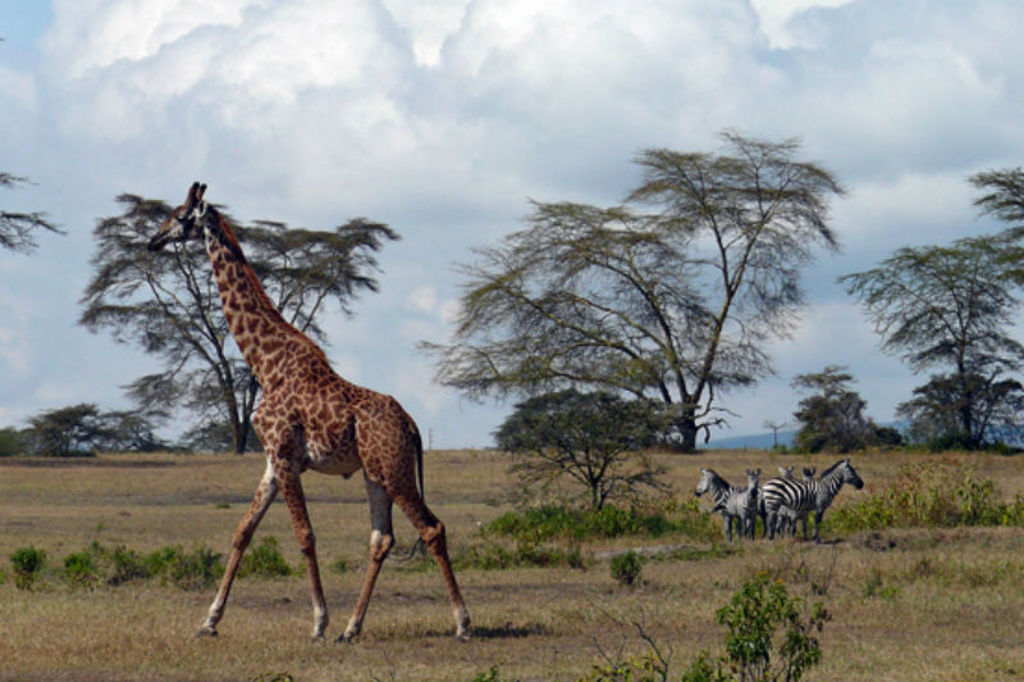 Giraffe en zebra’s op de savanne in Kenia tijdens Familiereis Kenia Comfort.