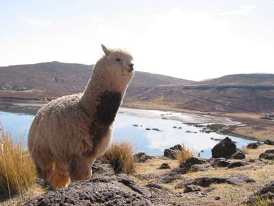Vicuña op de hoogvlakte van de Andes bij een bergmeer tijdens de route Argentinië, Bolivia en Peru.