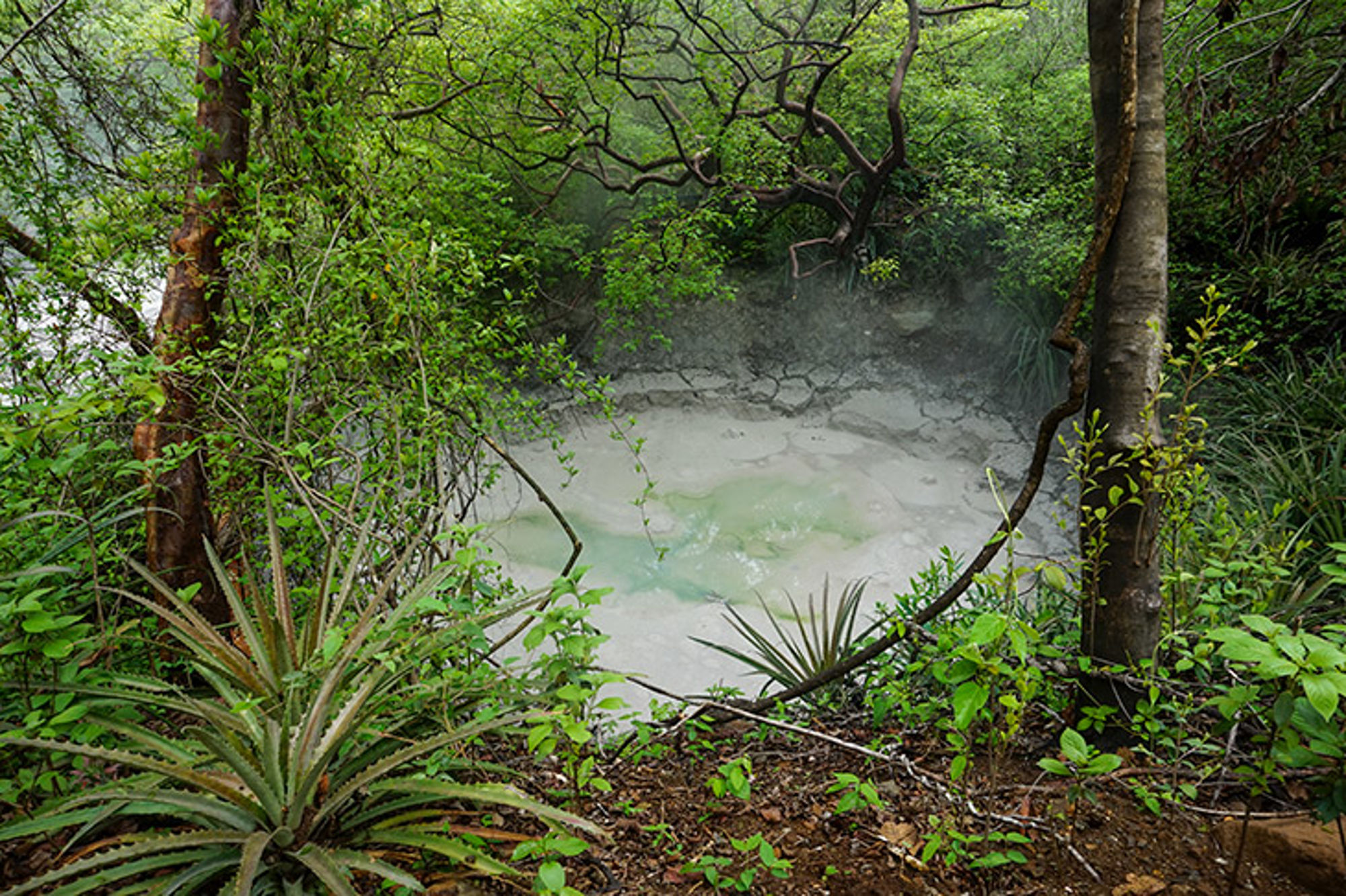Groene jungle met een borrelende modderpoel en stoom tussen de bomen.
