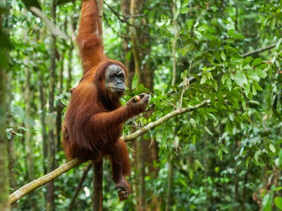 Orang-oetan in het regenwoud van Sumatra, zittend op een boomtak.
