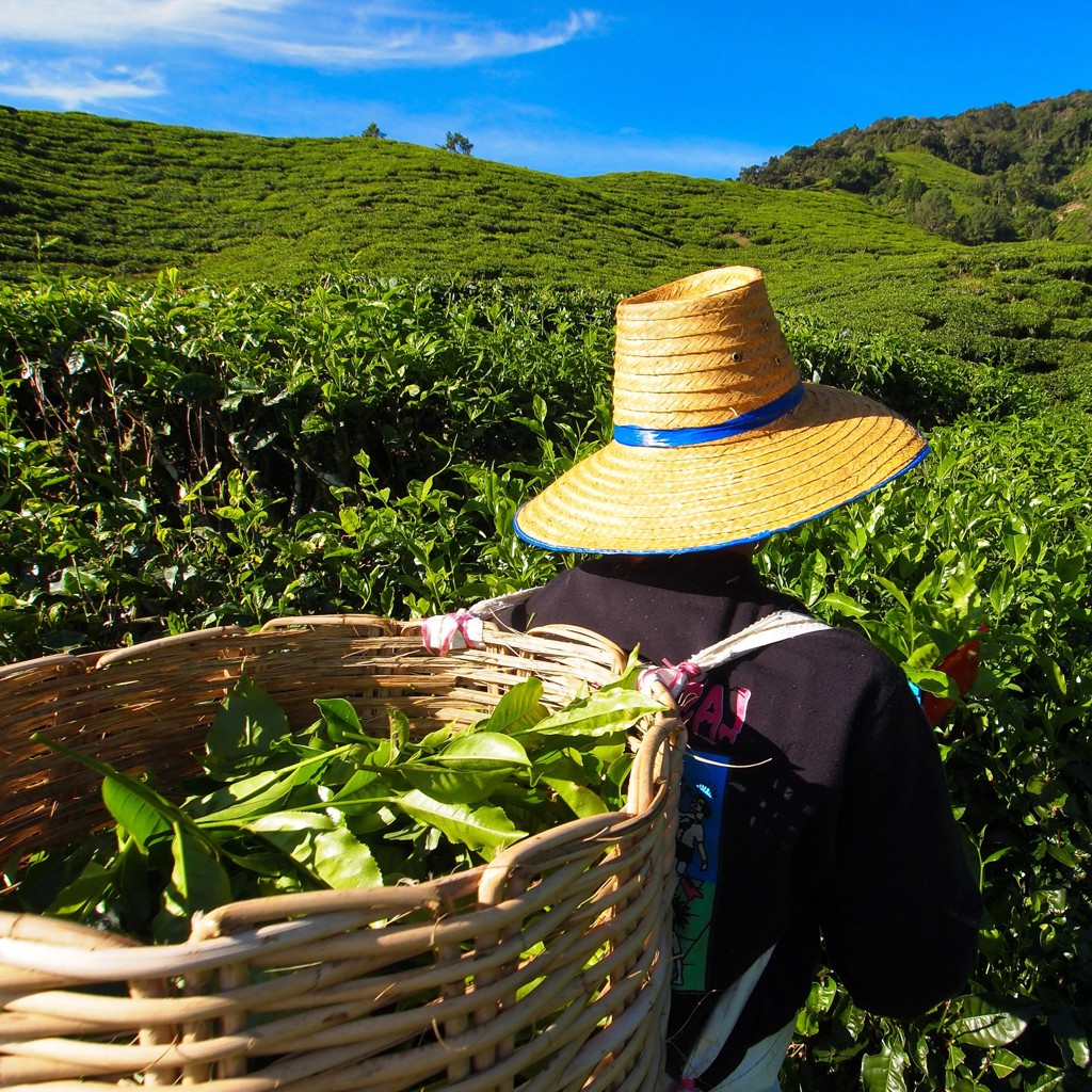 Theeplukker met rieten mand tussen de theevelden in de Cameron Highlands, Maleisië.