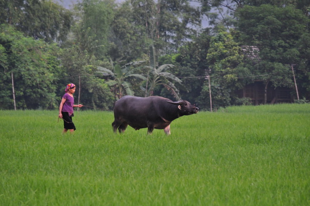 Waterbuffel en boerin in een groene rijstveldlandschap in Vietnam tijdens een fietsvakantie.