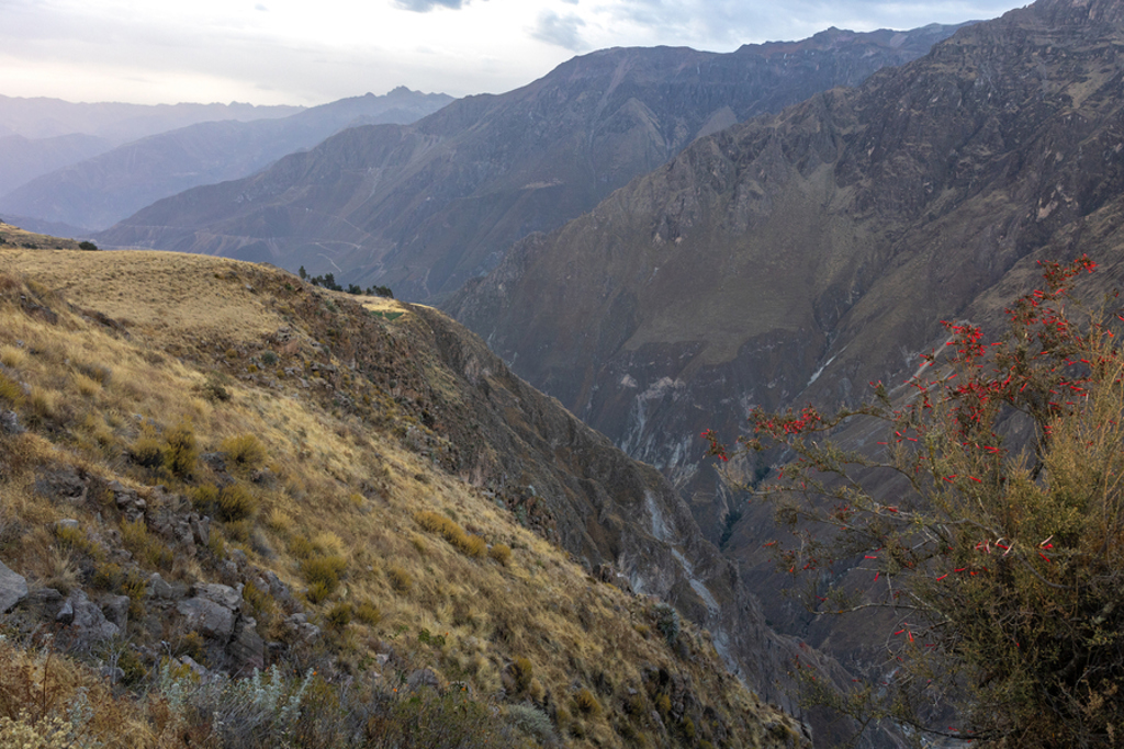 Uitzicht over de Colca Canyon in Peru tijdens een 22-35ers groepsrondreis, met diepe kloof en berglandschap.
