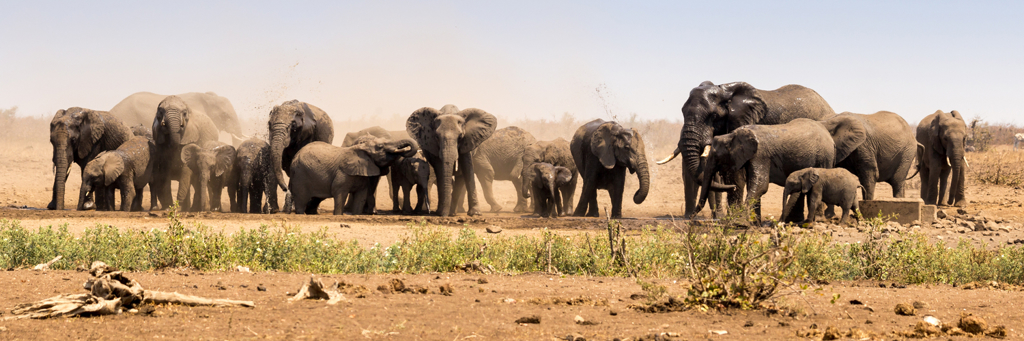 Kudde olifanten bij een waterplaats tijdens een groepsrondreis Zuid-Afrika kampeerreis.