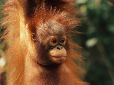 Close-up van een jonge orang-oetan in het regenwoud van Maleisisch Borneo.