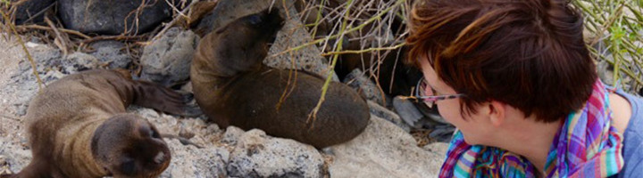 Reiziger kijkt naar zeeleeuwen op rotsen op de Galapagos-eilanden.