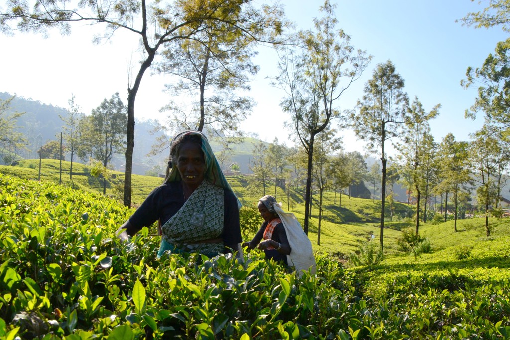 Theeplukkers in een groene theeplantage in de heuvels van Sri Lanka tijdens een groepsrondreis.