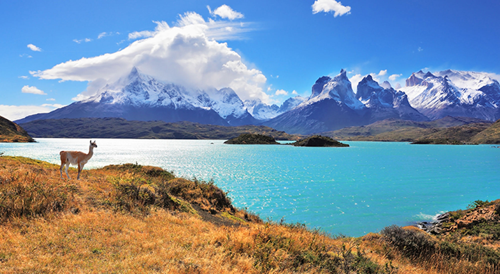 Guanaco aan de oever van een turquoise meer met besneeuwde bergtoppen op de achtergrond.