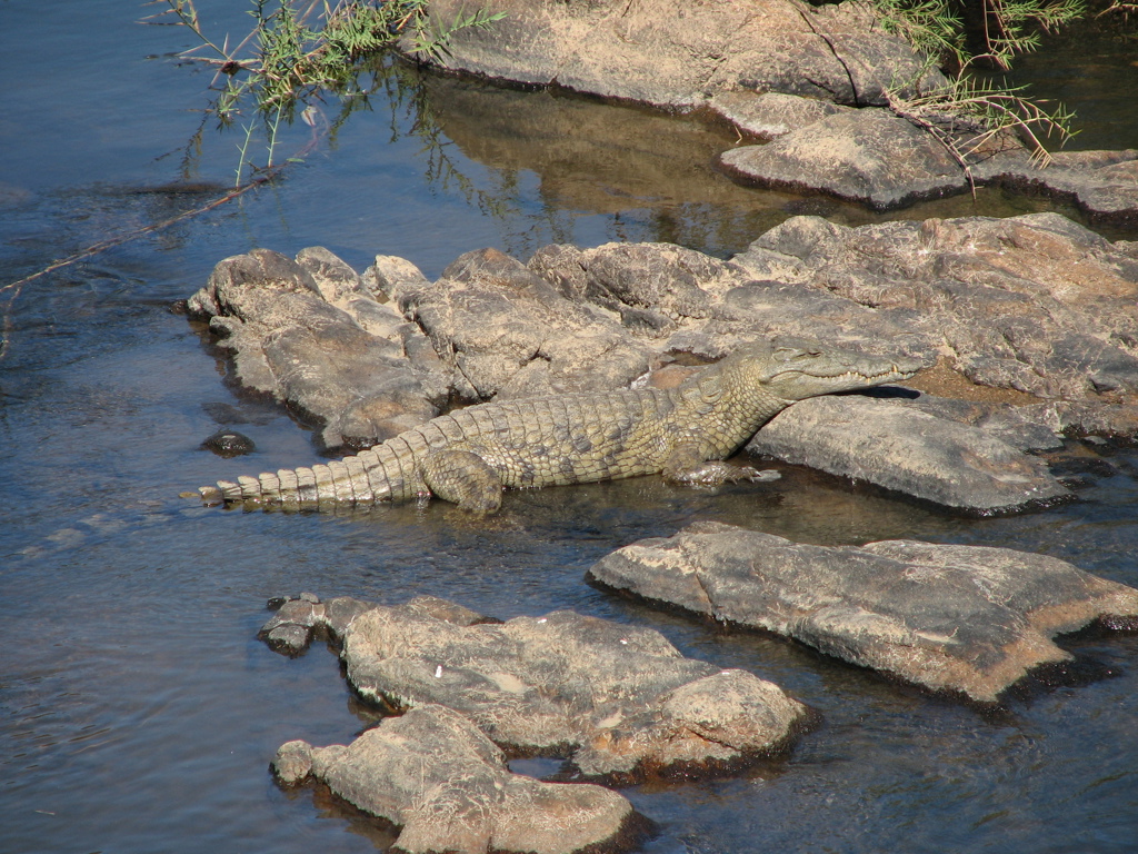Krokodil ligt te zonnen op rotsen aan de rivier in Zuid-Afrika.