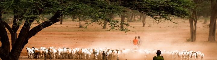 Samburu- of Maasai-herders hoeden een kudde geiten in een stoffige savanne onder acaciabomen.