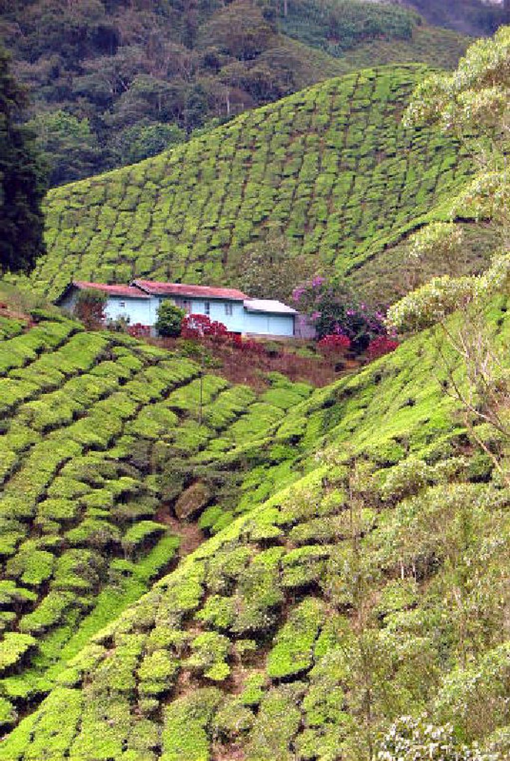Groene theeplantage in de Cameron Highlands, Maleisië, met huisje tussen de heuvels.