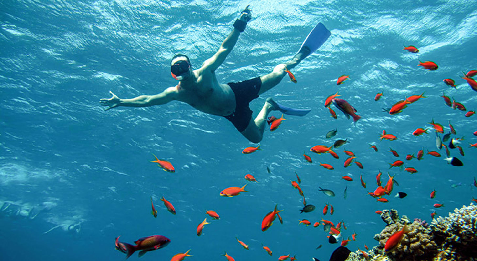 Raak wilde dieren niet aan Snorkelaar zwemt boven een koraalrif tussen kleurrijke tropische vissen in helderblauw zeewater.