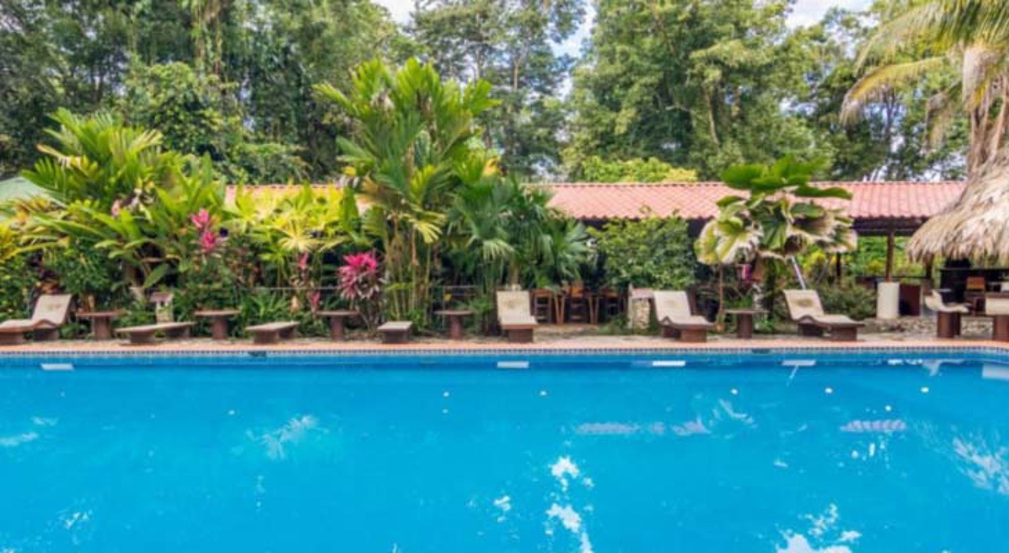 Accommodatie Cahuita Nevelwoud in Costa Rica met hoge bomen en dichte mist.