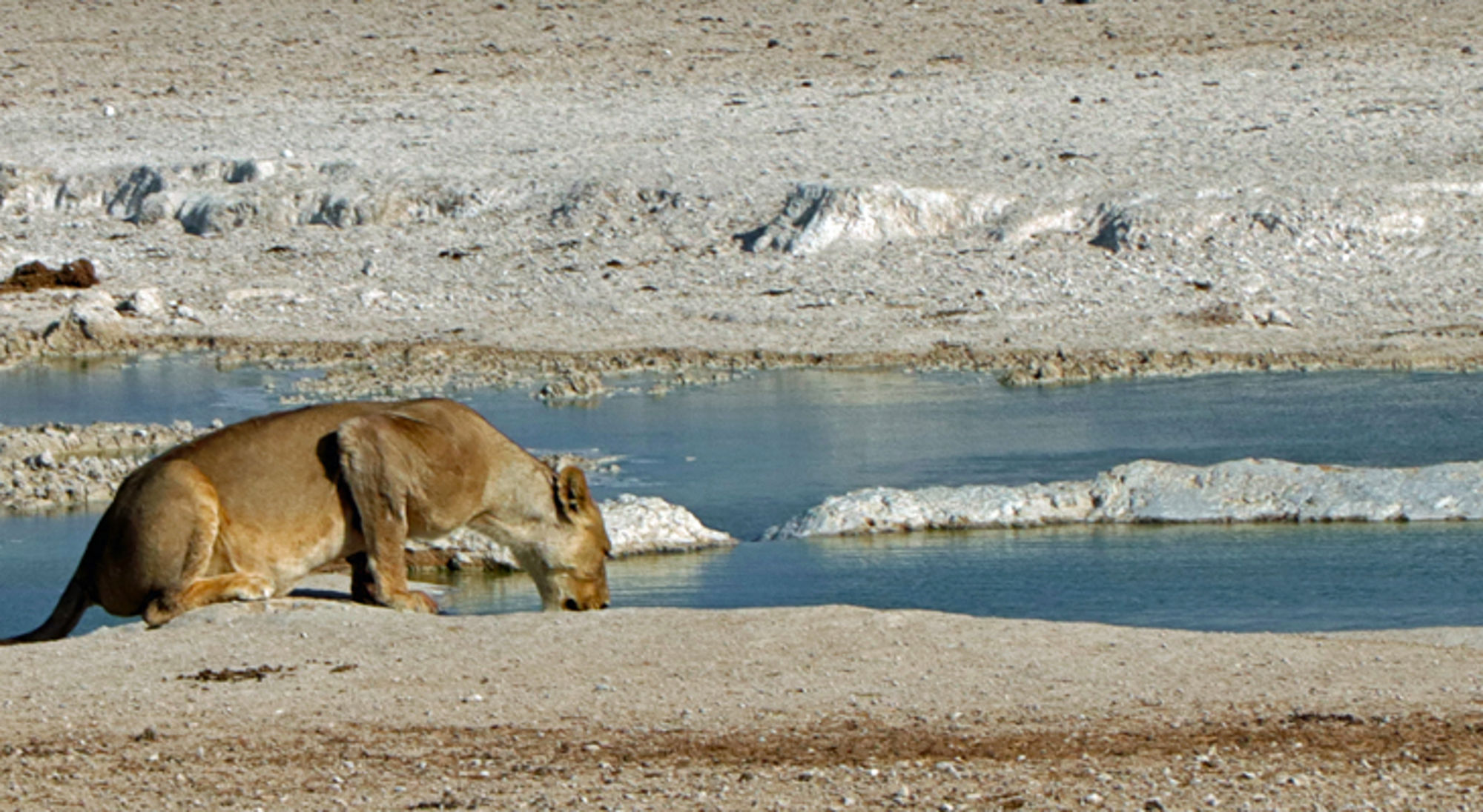 drinkende leeuw in namibie Leeuwin drinkt water bij een poel in een droog landschap.