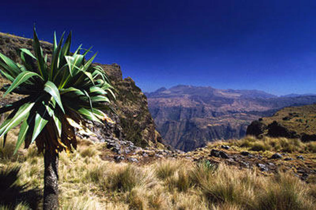 Landschap in het Simiengebergte in Ethiopië met een reuzenlobelia op de voorgrond.