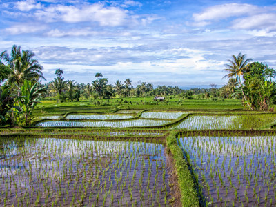 Groene rijstvelden met palmbomen op Bali tijdens de route Java, Bali, Lombok & Gili Air.