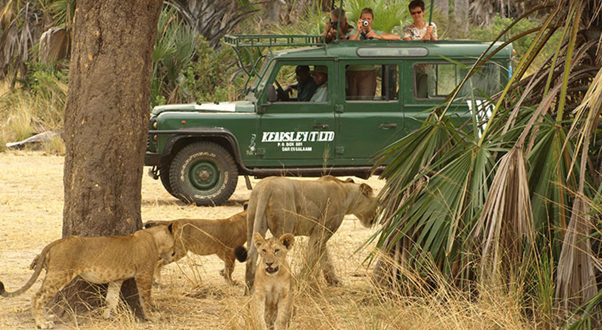 Safari-jeep met toeristen die leeuwen spotten in een nationaal park in Tanzania.