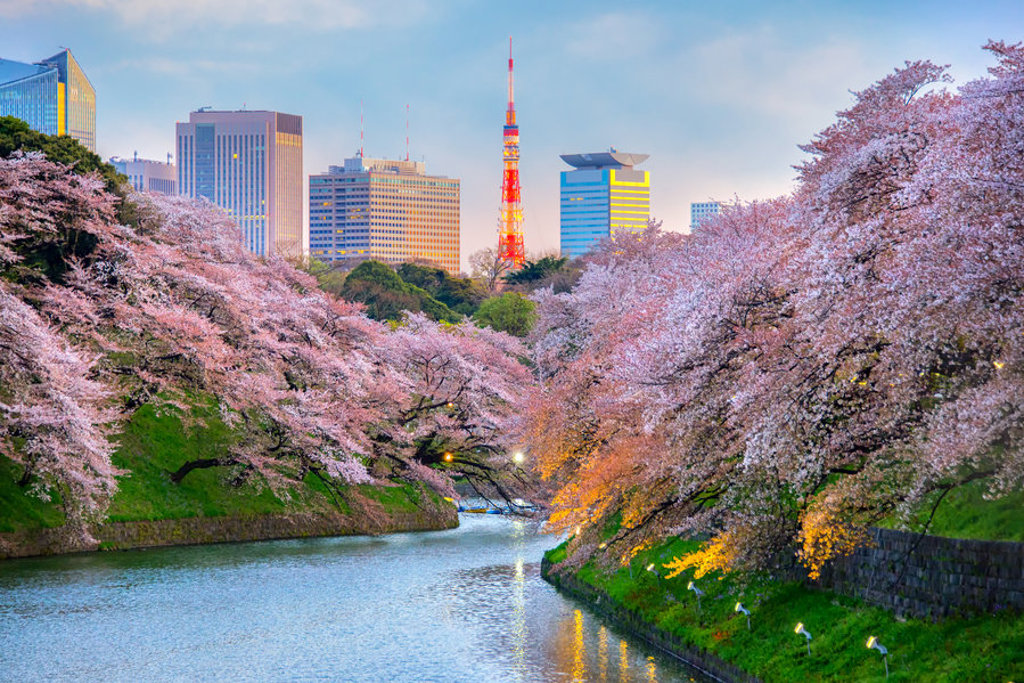 Kersenbloesem langs de gracht met uitzicht op Tokyo Tower in Tokio, Japan.