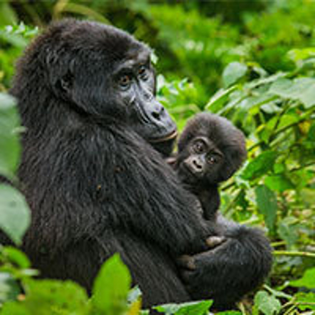 Berggorilla met jong in het regenwoud tijdens groepsrondreis Uganda en Rwanda.
