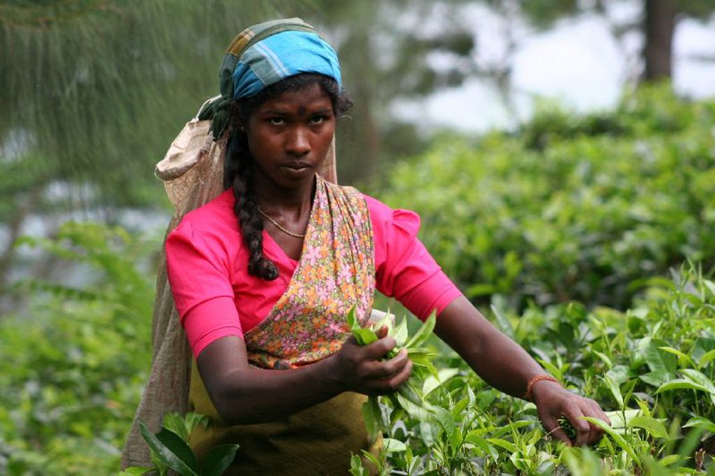 Vrouw plukt theebladeren in een groene theeplantage in Sri Lanka tijdens een familiereis.