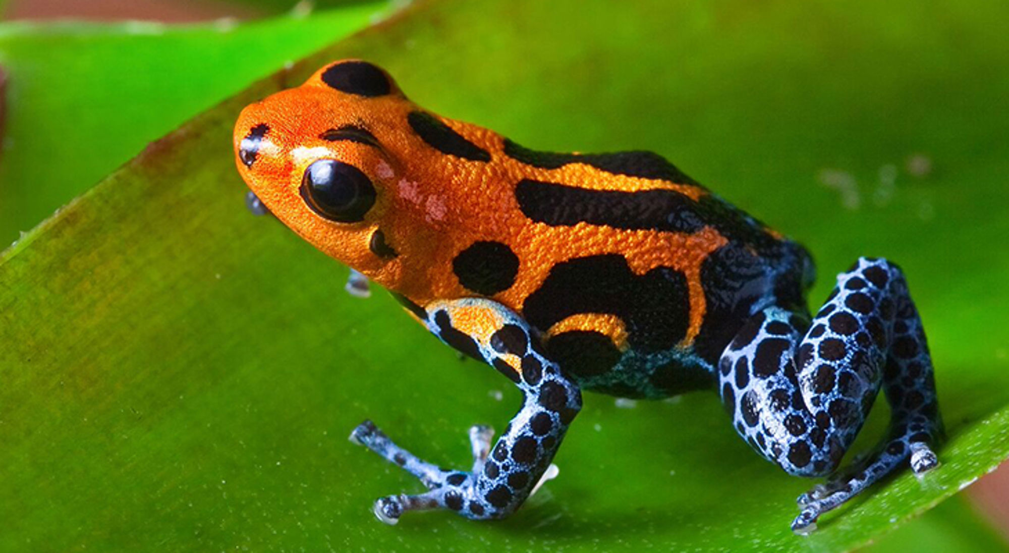 Oranje-zwarte pijlgifkikker op een groen blad.