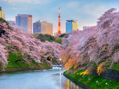 Kersenbloesem langs de gracht in Tokio met Tokyo Tower op de achtergrond.
