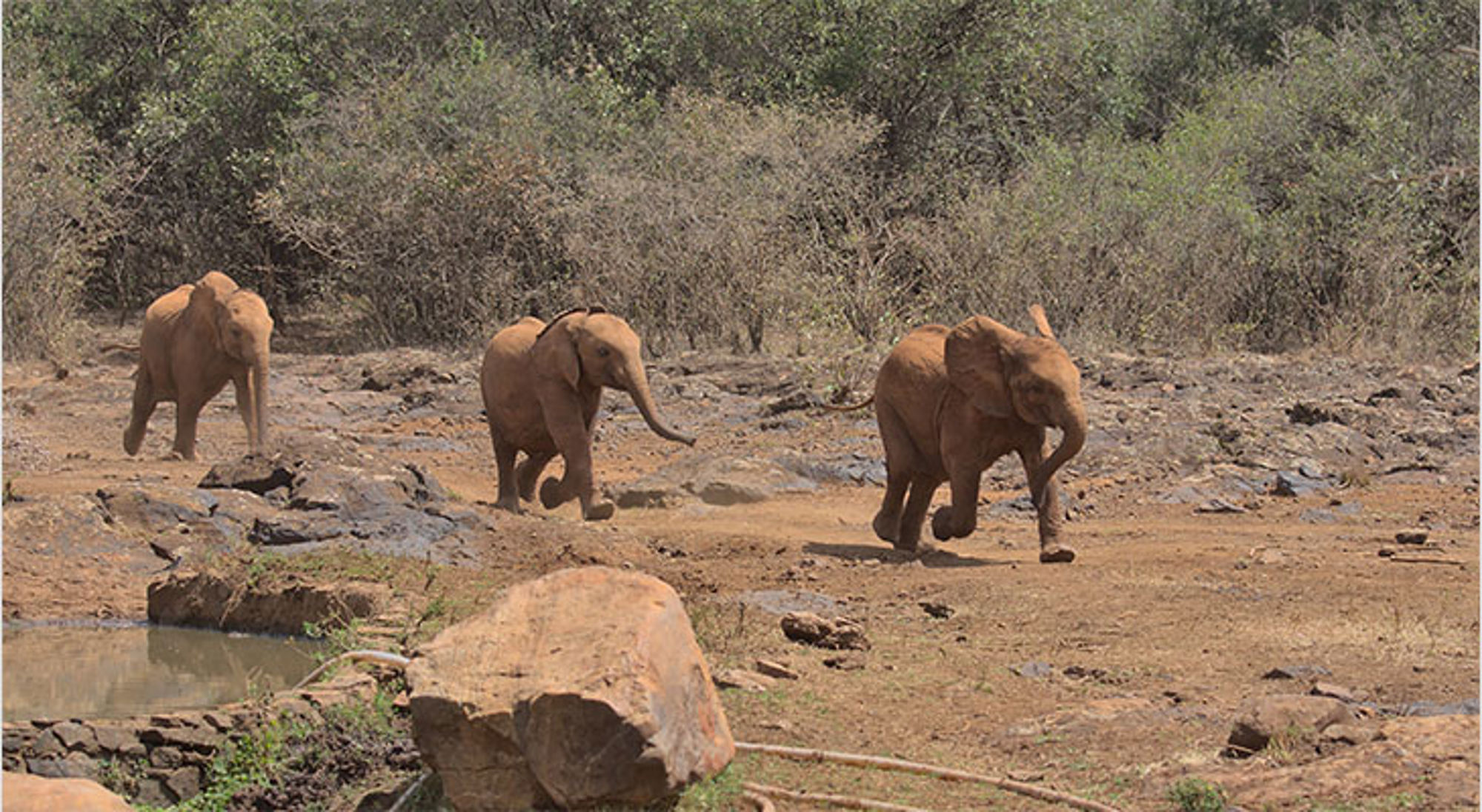 Baby olifanten bij Sheldrick Wildlife Trust Drie olifanten lopen door een droog savannelandschap in Kenia.