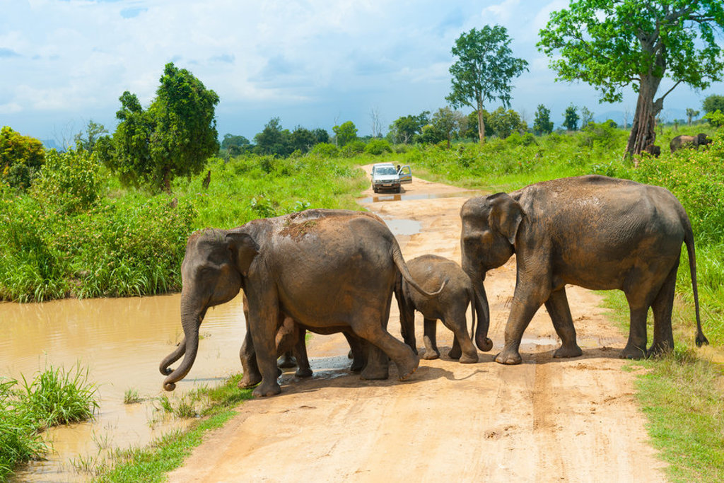 Olifantenfamilie steekt weg over in nationaal park tijdens groepsrondreis Sri Lanka.